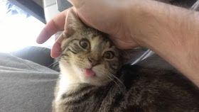 cat's tounge, funny cats, cat photos, cat pictures