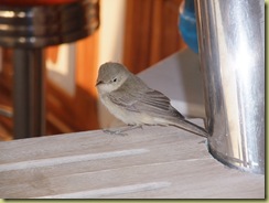 Bird taking refuge