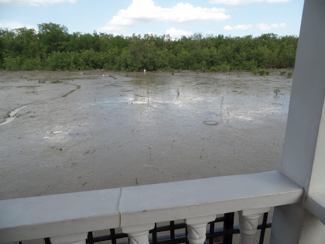 kukup chalet mangrove forest