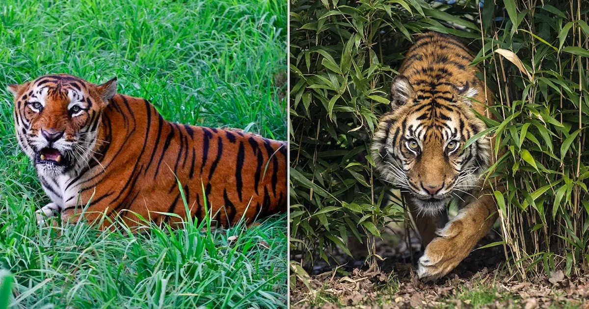 Experts Say There Are 40% More Tigers Living In The Wild Than Was Previously Thought