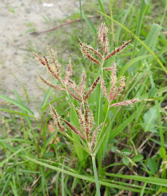 香附子的花序