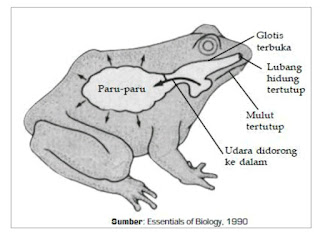 Mekanisme pernapasan pada katak