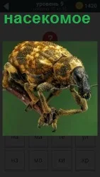 На картинке изображение некоторого насекомого на зеленом фоне с щупальцами и усиками