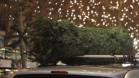 Christmas tree selection and transportation