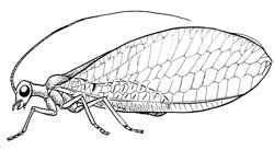 Ordo neuroptera