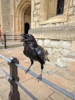 tower of london raven