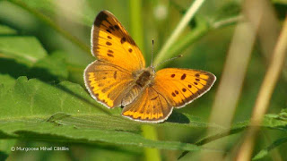 Lycaena dispar (female) DSC166393