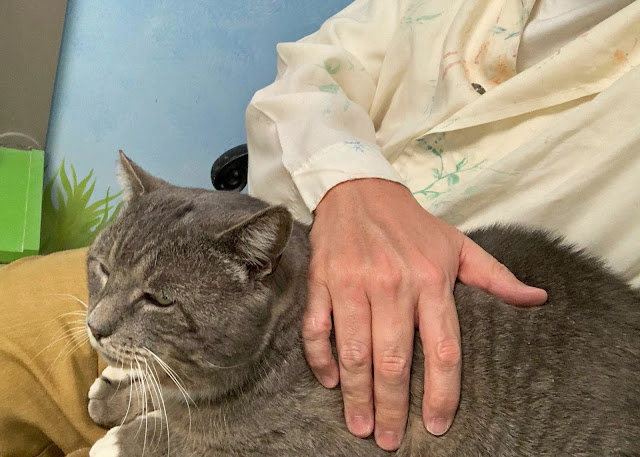 Lap cat Skyler