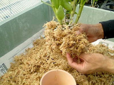 デンドロビュームの植え替え Dendrobium Blog