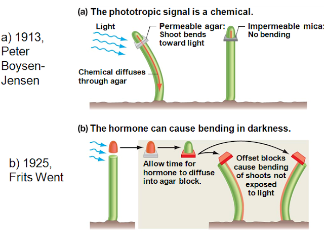 Esperimenti Boysen-Jensen e Went Fototropismo