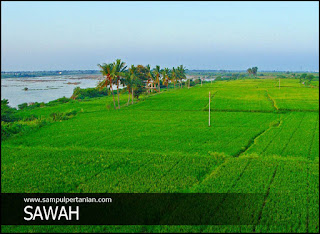 Pengertian Lahan Sawah Pasang Surut