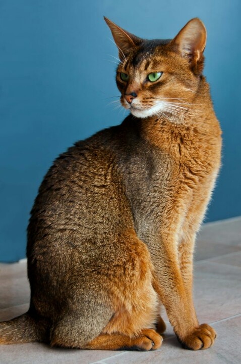 Size and Weight of Abyssinian Cats  Annie Many