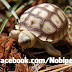 Sở Hữu Rùa Cạn Sulcata Tortoise Châu Phi Giá Rẻ