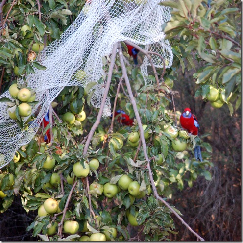 parrots in apple tree