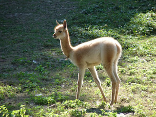 Vigogne - Vicugna vicugna - Lama vicugna