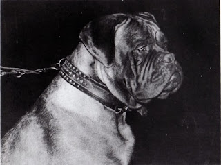 Japanese mastiff dogo