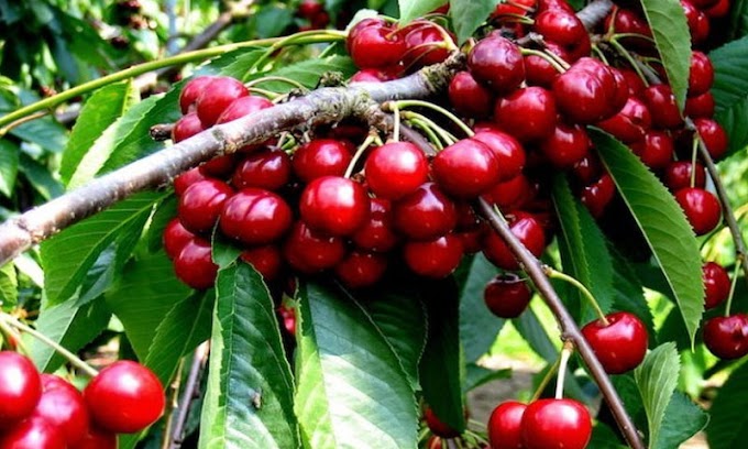 China has opened its doors to Pakistani cherries