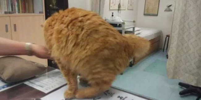 KUCING COMEL INI BERTUGAS DI KLINIK - Diana Rashid