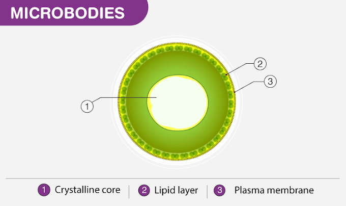 MICROBODIES