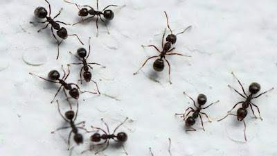 Pis Ants