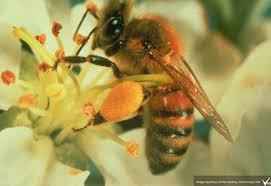 IMÁGENES DE ABEJAS CON POLEN - BEE POLLEN IMAGES