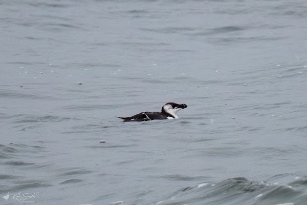 Razorbill