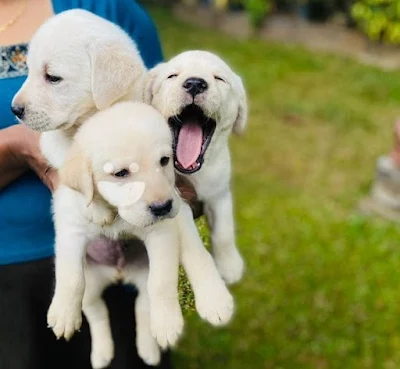 Labrador puppies - pet shop kegalle