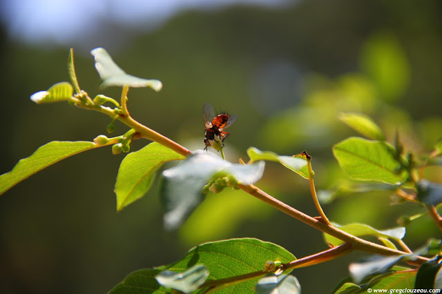 Mouche, Potala, Trois Pignons, (C) 2014 Greg Clouzeau