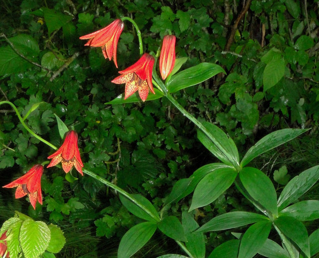 Лилия Грея (Lilium grayi)