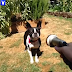 [LOL] Dog Goes IN On a Hose
