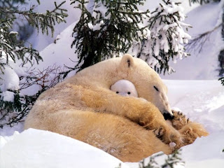 polar bear cute wild animal wallpaper