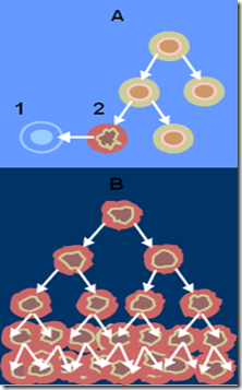 180px-Normal_cancer_cell_division_from_NIH