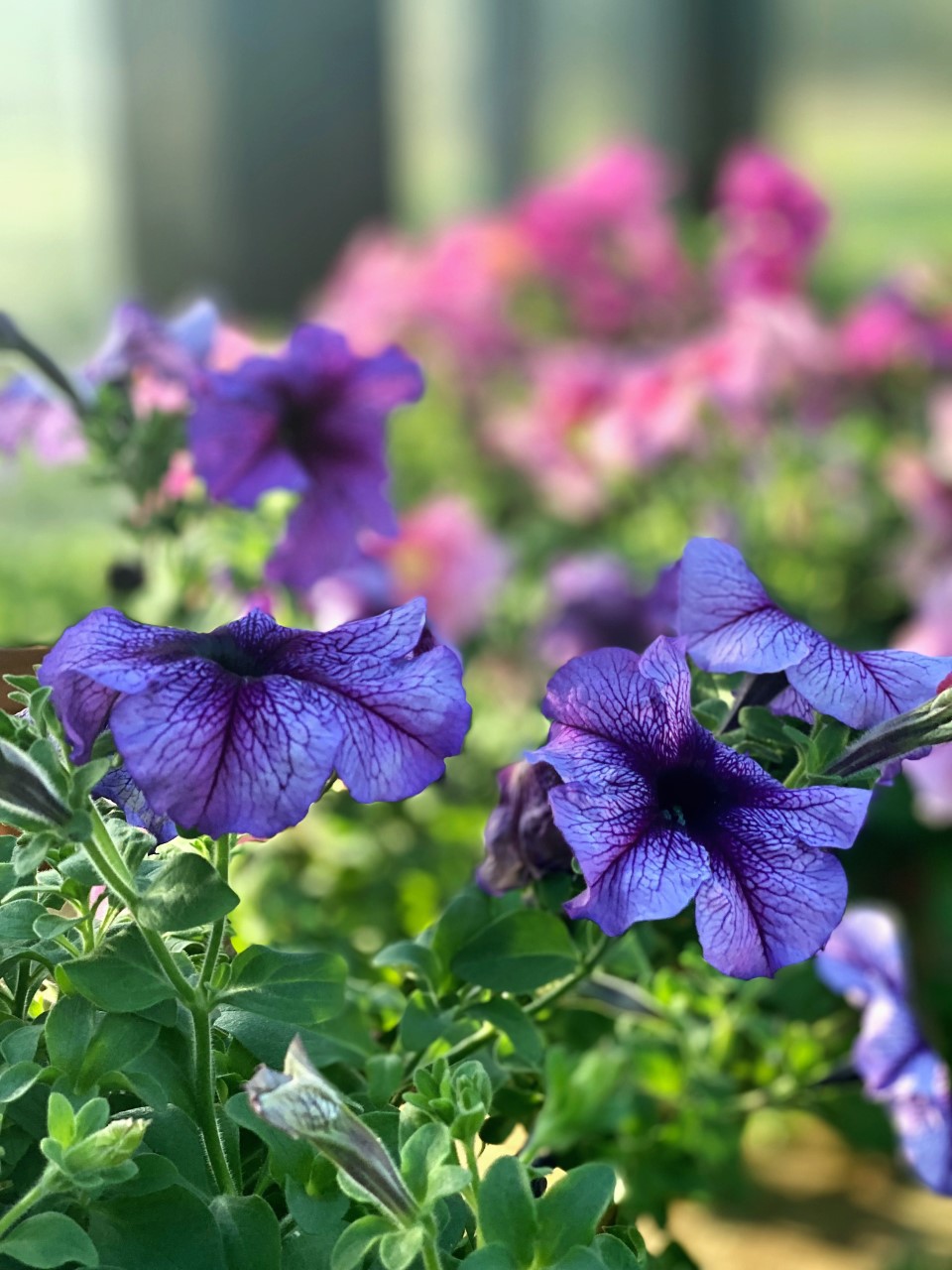 Petunias Greenhouse Grown