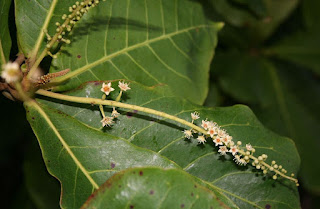 Соцветие и листья Terminalia catappa