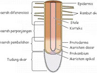 Mengapa kayu lebih tebal daripada kulitnya?