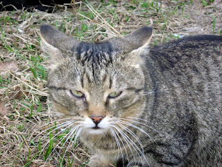 Sad-Eyed Brown Mackerel Tabby Old Cat