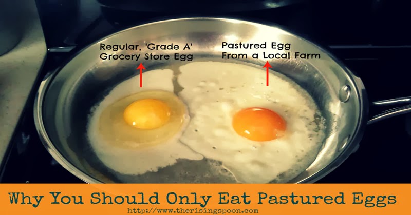 Why You Should Only Eat Pastured Eggs + Unraveling the Real Meanings Behind Egg Carton Labels ...