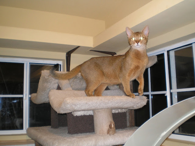 New Latest Chausie Breed Cat Pics  