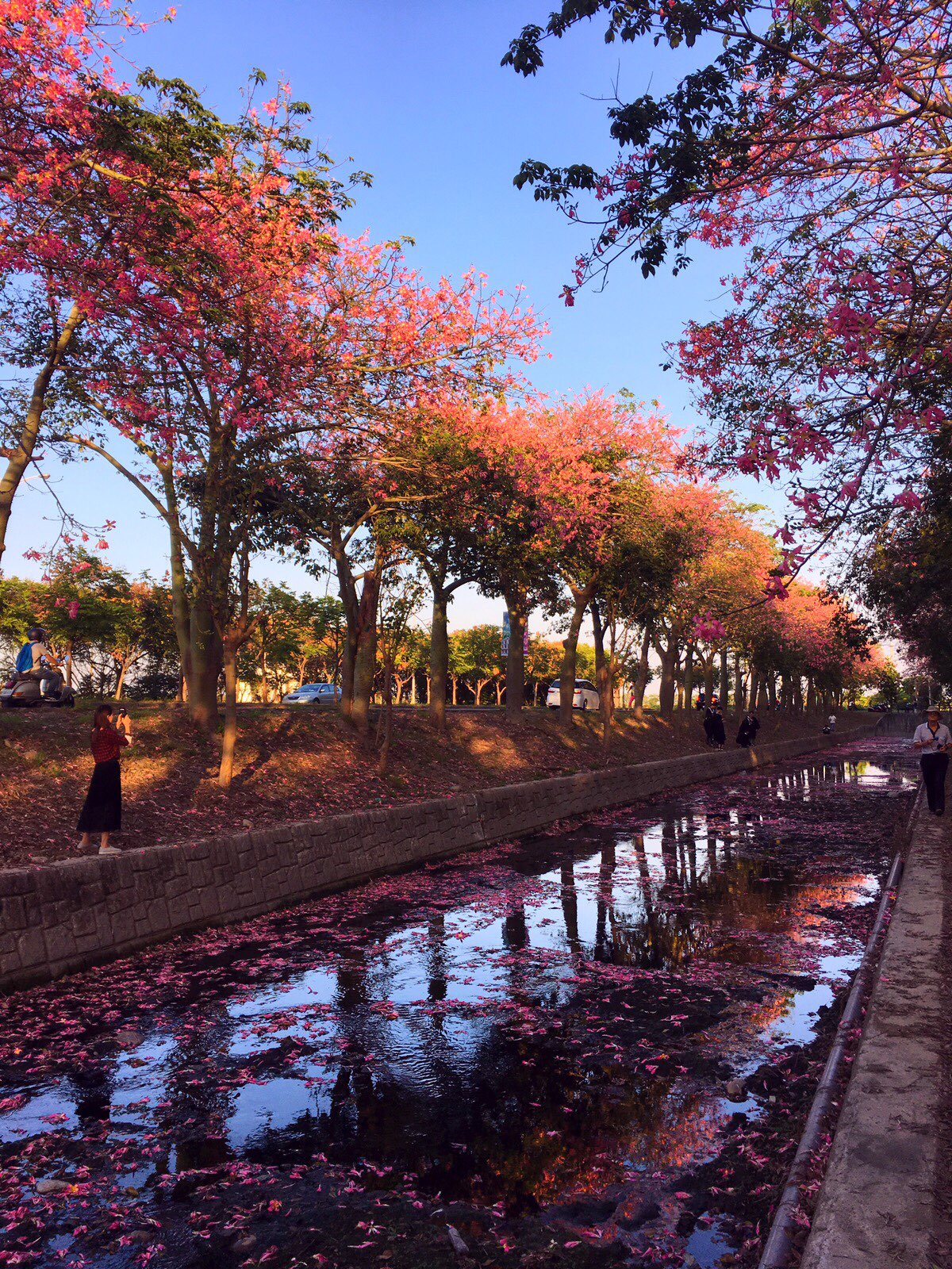 silk floss trees, nongbo park, yunlin, taiwan