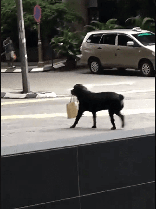 Rottweiler Carries A Malaysian Lady's Bag From The Bank