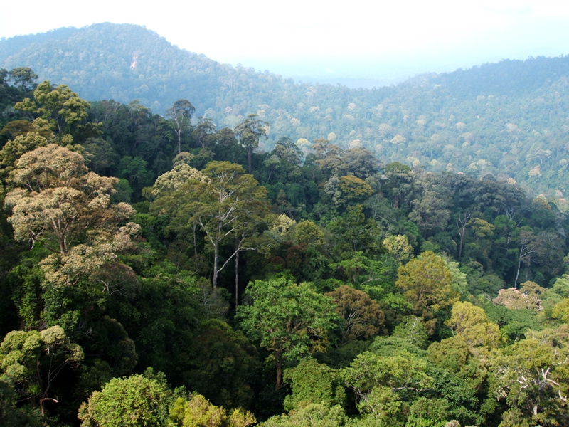  Kanopi  Adalah Daun Dan Ranting Pada Hutan  Hujan Tropis 