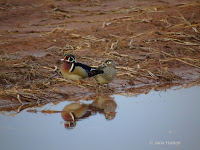 Wood Duck pair – New Zealand, PEI – Apr. 12, 2017 – © Jane Hanlon