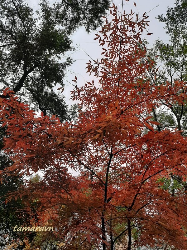 Клён маньчжурский (Acer mandshuricum)