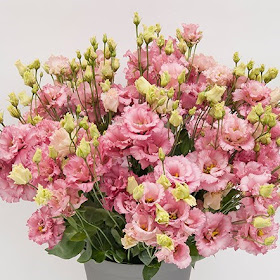   eustoma, eustoma flower meaning, eustoma lisianthus, eustoma russellianum, eustoma in chinese, eustoma white, eustoma flower in chinese, eustoma grandiflorum, eustoma shop
