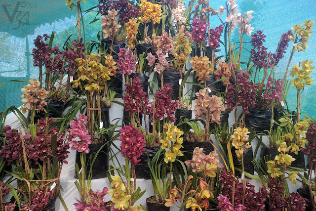 Corner display of various varieties of Orchids