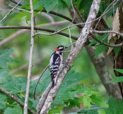 male downy woodpecker