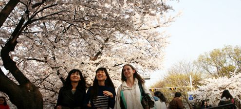 Experience The Most Breathtaking Spring In Busan