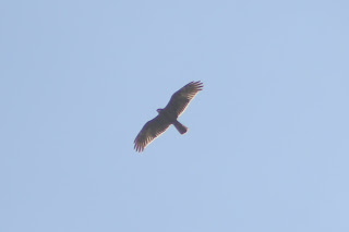 Marsh Harrier