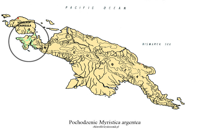 Gałka muszkatołowa Myristica argentea gałka papuaska Fakfak długa gałka przyprawy skąd pochodzi alternatywa pala papua muszkatołowiec srebrzysty long nutmeg w chinach dziwne przyprawy azjatyckie