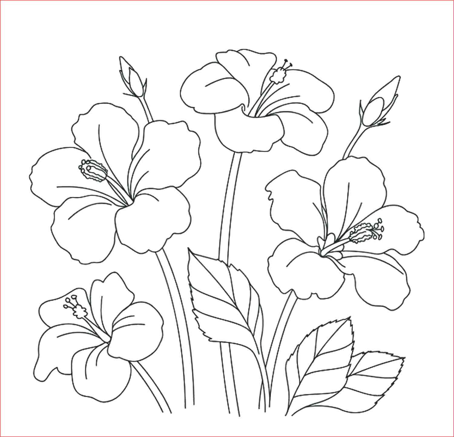 30 Gambar Sketsa Bunga Mudah Bunga Matahari Mawar Tulip